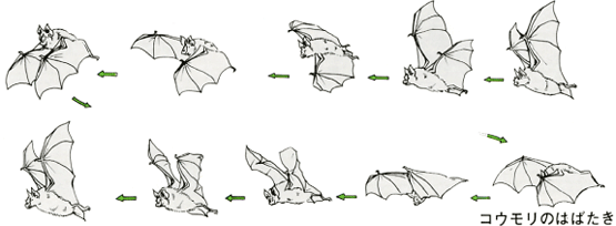 コウモリのはばたき コウモリのはばたき