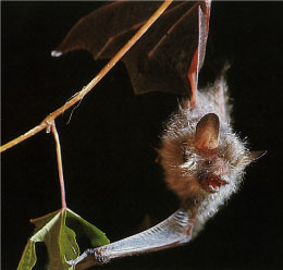 飛ぼうとしているテングコウモリ