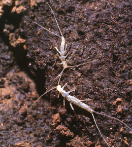 ホラアナナガコムシの一種