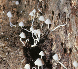 イヌセンボンタケ イヌセンボンタケ