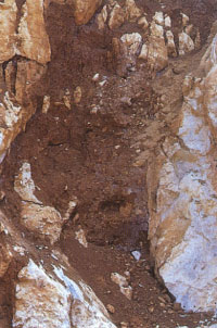 化石をふくんだ岩の割れ目 化石をふくんだ岩の割れ目