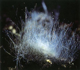 コウモリの糞に生えたカビの一種 コウモリの糞に生えたカビの一種