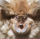 キクガシラコウモリ キクガシラコウモリ