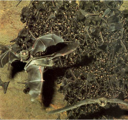 ユビナガコウモリ