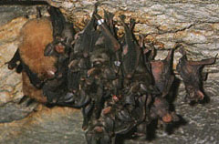 キクガシラコウモリの赤ちゃん キクガシラコウモリの赤ちゃん