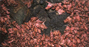 ユビナガコウモリの赤ちゃんの群れ ユビナガコウモリの赤ちゃんの群れ