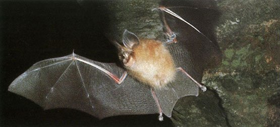 飛んでいるコキクガシラコウモリ 飛んでいるコキクガシラコウモリ