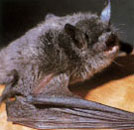 モモジロコウモリ モモジロコウモリ