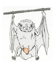 モモジロコウモリのお産