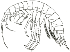 目の退化したシコクヨコエビ 目の退化したシコクヨコエビ