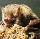 テングコウモリ テングコウモリ