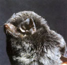 ユビナガコウモリ ユビナガコウモリ