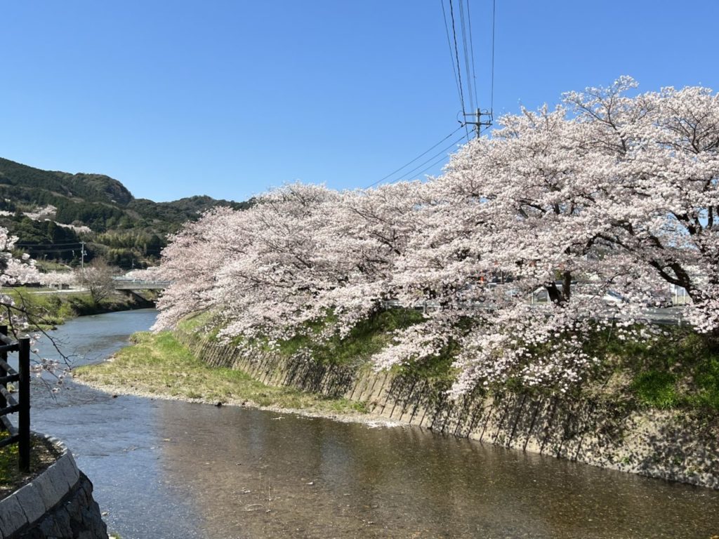 第39回みね桜まつり 桜のライトアップ