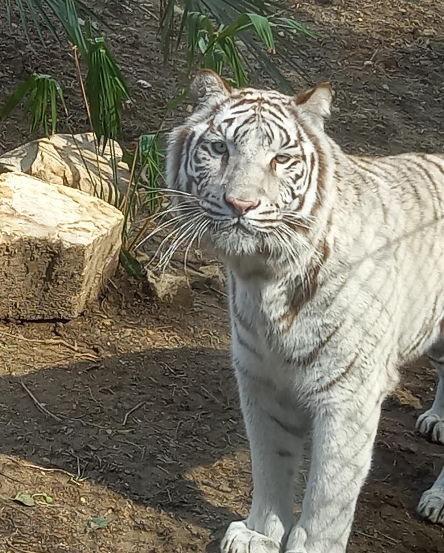 サファリランド - 【公式】山口県美祢市 秋吉台国定公園 観光情報